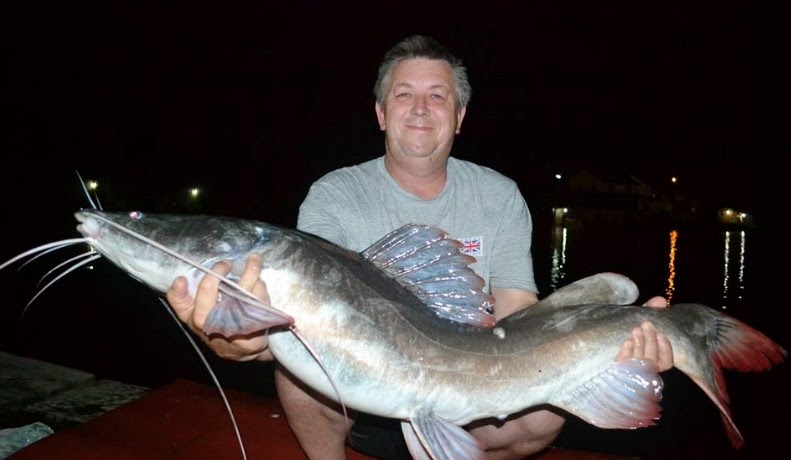 Asian red sales tail catfish care